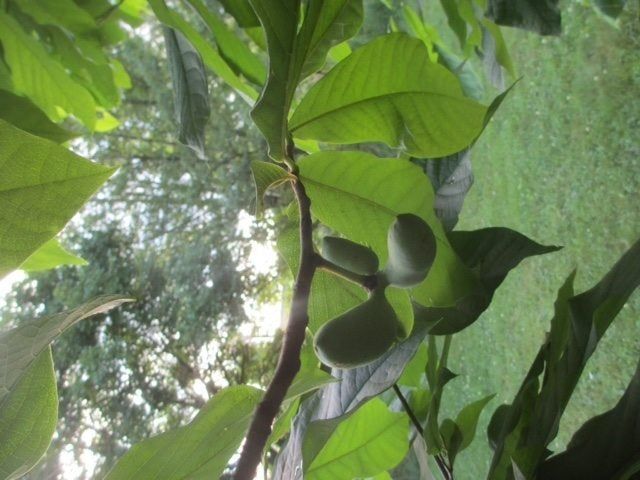 Pawpaw Fruit Tree