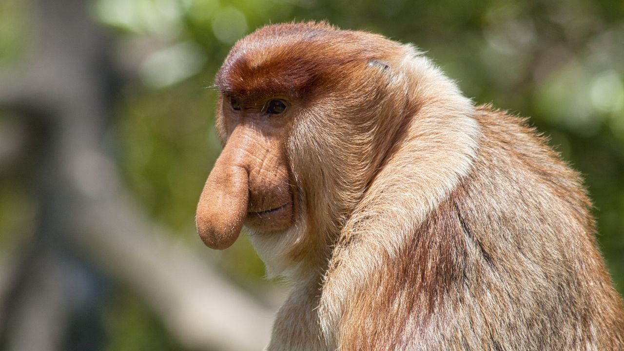 a photo of a proboscis monkey