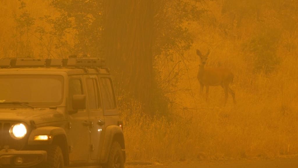 A deer walks through smoke in the Klamath National Forest.