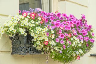 Petunias in a window box in soft sunlight on a cream wall background in summertime,