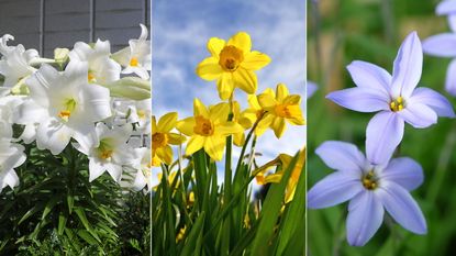 Perennial bulbs to plant in fall