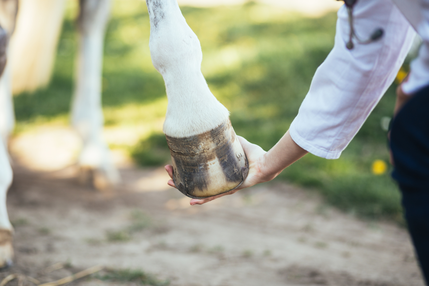 Veterinarian,Examining,Horse,Leg,Tendons.,Selective,Focus,On,Hoof.
