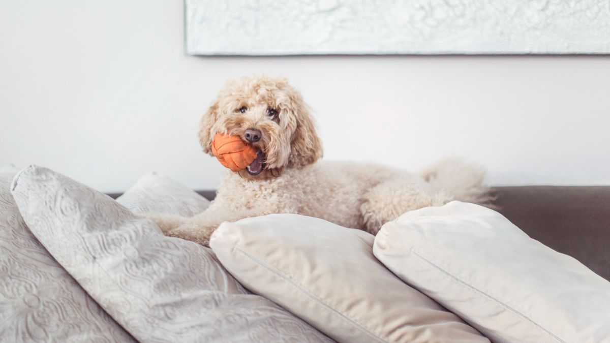 Dog lying on couch with ball in mouth