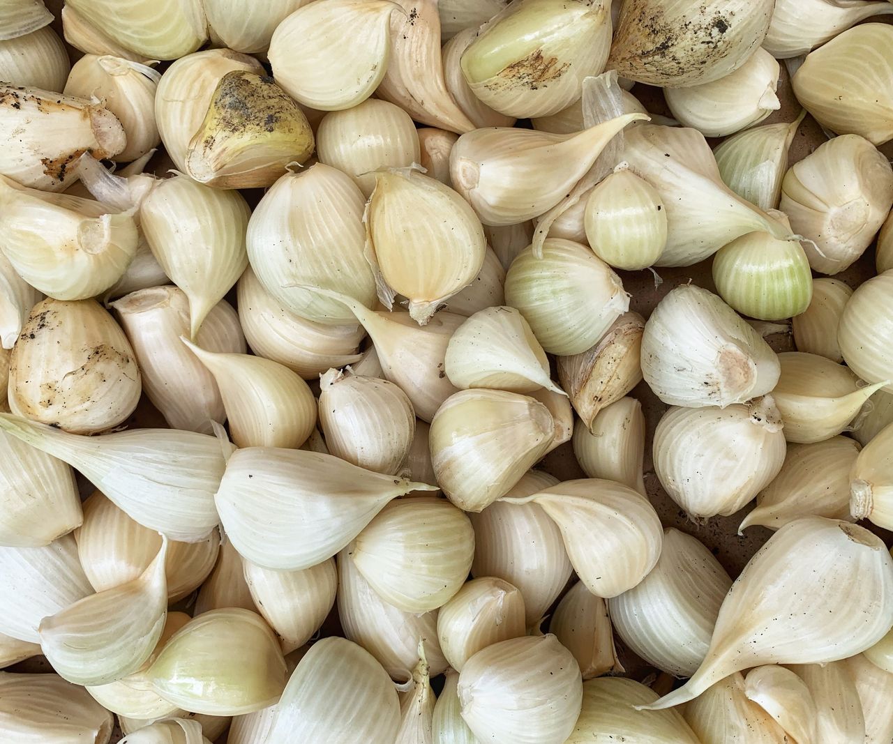 How to grow elephant garlic expert tips for monster bulbs Homes