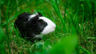 Guinea pig in the grass