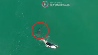 A drone caught a close encounter between a surfer and a shark in Australia. 