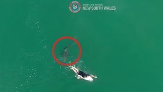 An aerial view of the shark swimming within arms-reach of a surfer.