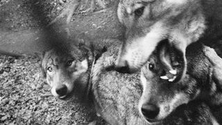 From ‘Vanishing’ by Anna Arendt published by Charcoal Press