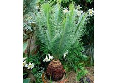 Mark Gridffiths' own Cycas panzhihuaensis at home.