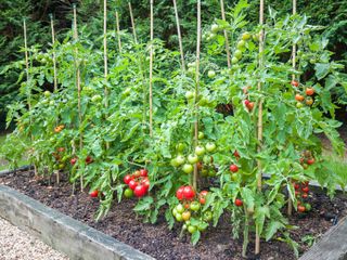 rows of tomatoes in raised bed