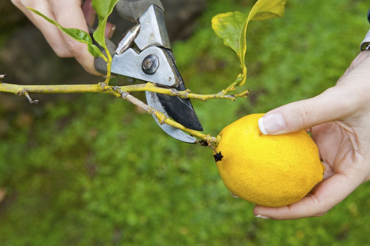Pruning and Training Your Meyer Lemon Tree for Healthy Growth