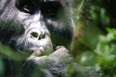 Gorilla tracking Uganda