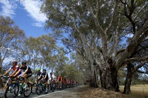 The Tour Down Under peloton enroute to Tanunda
