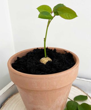 rose planted in a potato in a pot