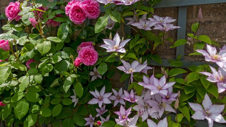 best plants for garden walls ‘Gertrude Jekyll’ rose and clematis ‘Samaritan Jo’ 