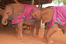 Elephant-rugs.jpeg