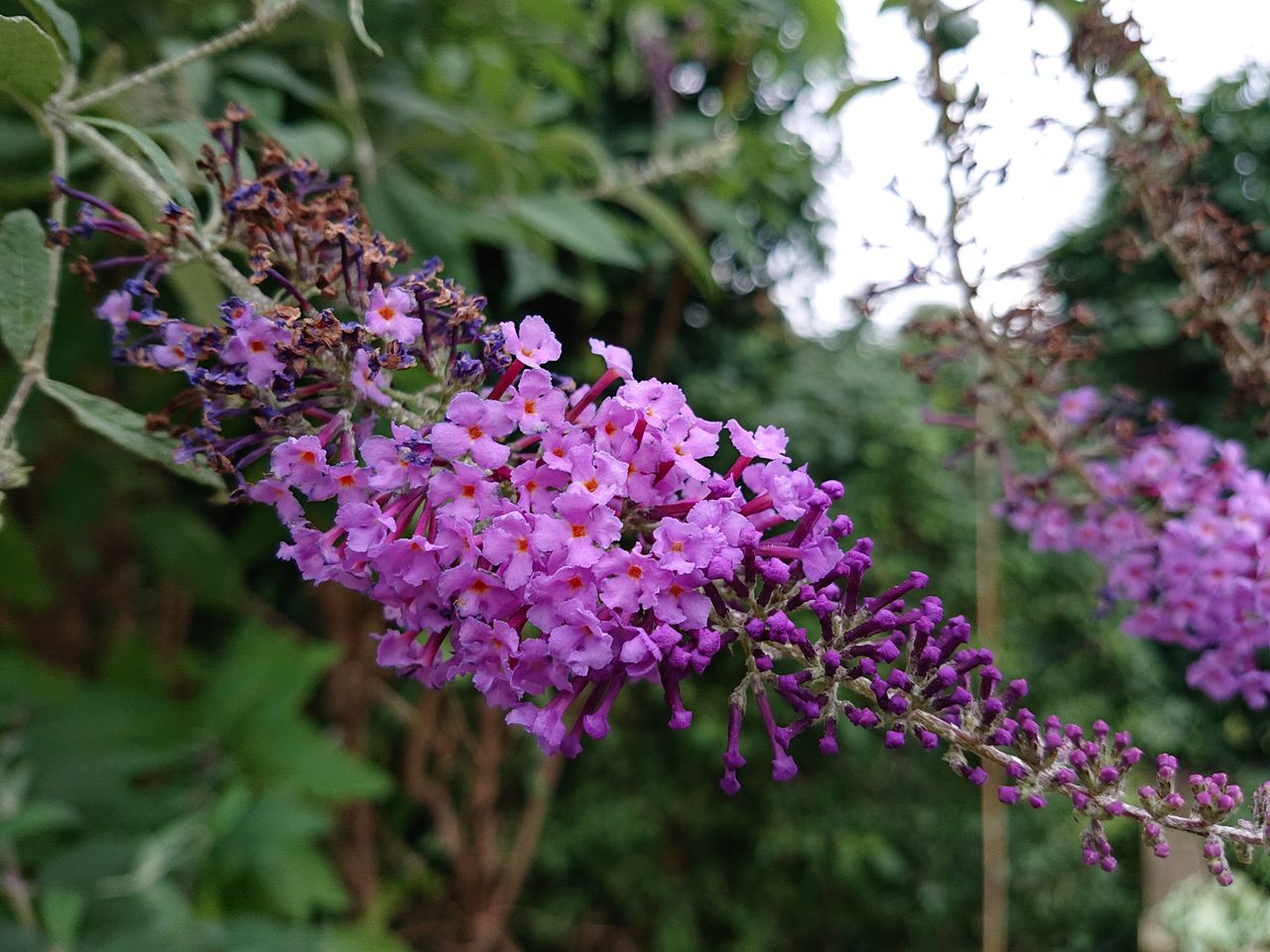 Nice natural background blur, no overblown color. Not too bad at all.