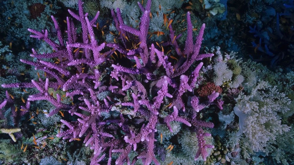 Staghorn corals