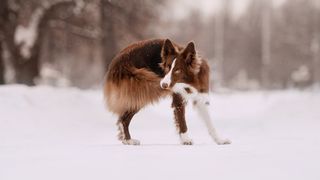 a dog biting his tail