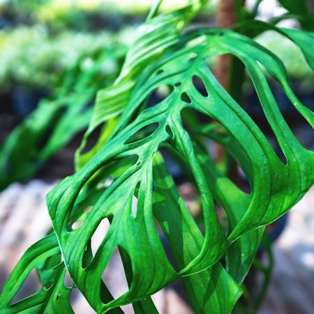 A large Monstera esqueleto leaf