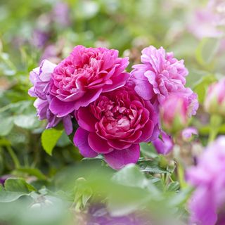 Beautiful pink roses on shrub