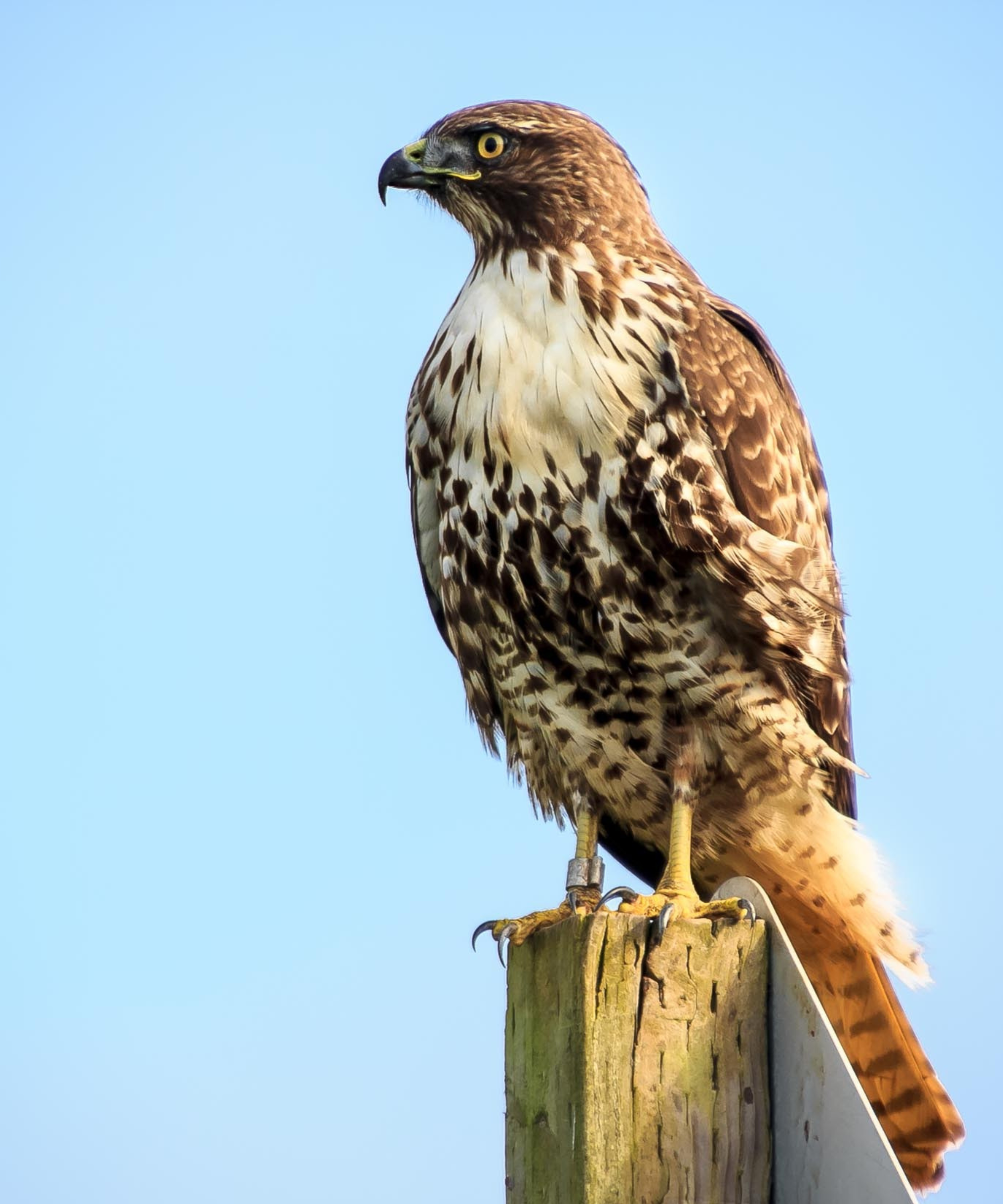 Red Tailed Hawk - stock photo
