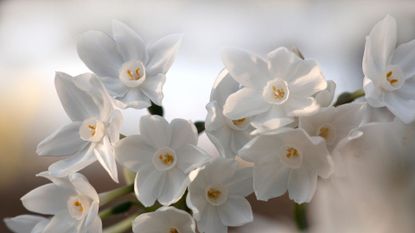 Narcissus / Sunlight in the afternoon and &#039;Paper White&#039; 