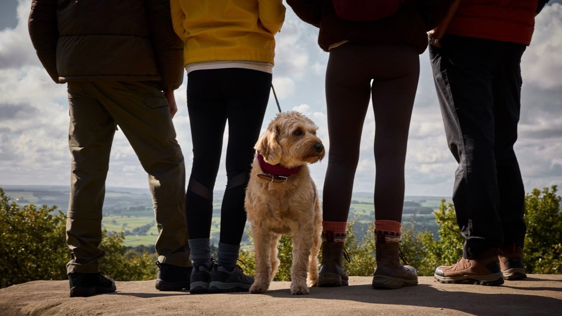 The legs of four adults standing next to a dog.