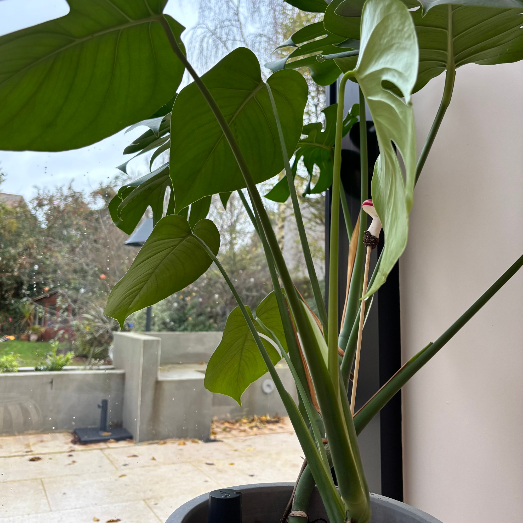 monstera plant in window