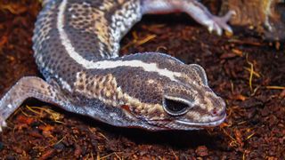 African fat-tailed gecko