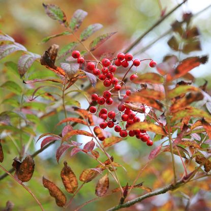 Garden jobs for autumn: Sorbus commixta
