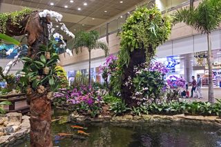 The orchid garden and koi pond at Singapore's Changi Airport.
