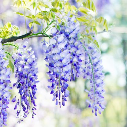 a well pruned wisteria in full flower