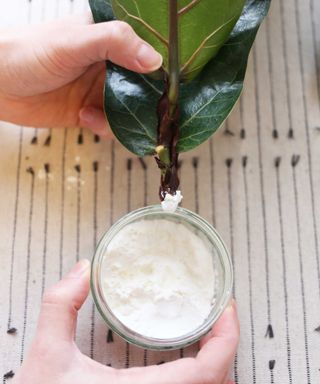 A hand dipping the cut end of a fiddle leaf fig cutting into a pot of white powder, shot from directly above