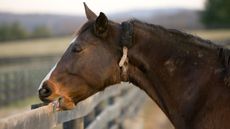 Alamy-A2R88J_378042731_645274011.jpg