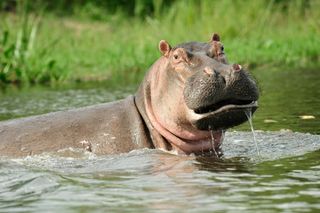hippos, hippopotamus, wildlife conservation