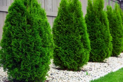 Arborvitae evergreen on sale