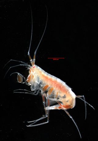 amphipod associated with ice
