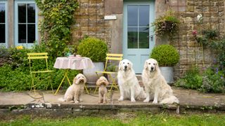 four dogs lined up in a garden on a patio beside the back door of a house