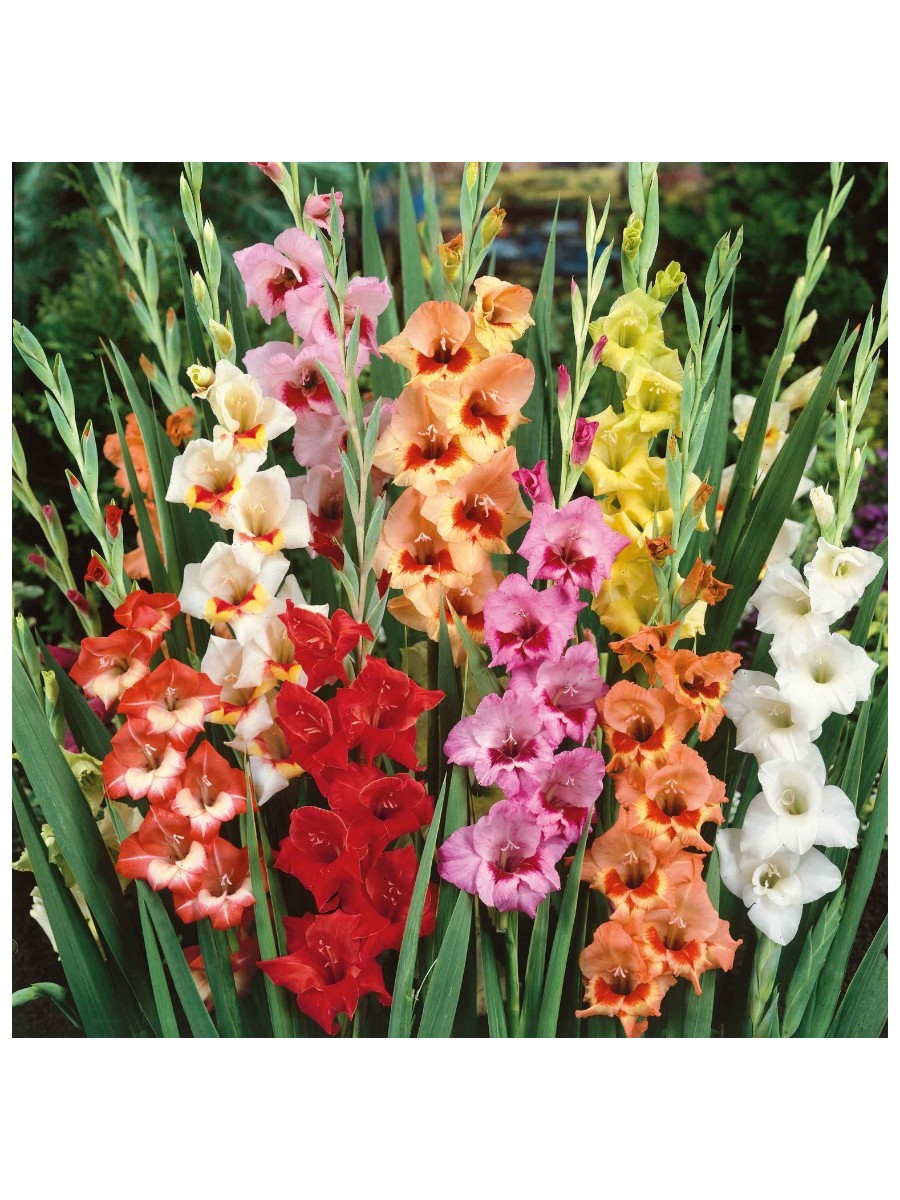 Eden Brothers, Gladiolus Flower Bulbs - Butterfly Mix