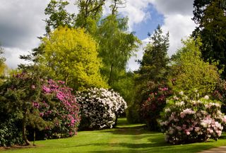 Rhododendrons