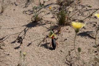 Insects of the North American Deserts