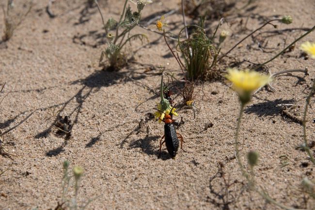 Photos Amazing Insects Of The North American Deserts Live Science