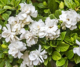 White gardenia flowers on a bush