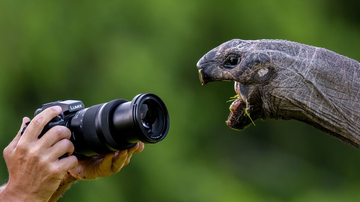 A lifestyle image of the Panasonic Lumix S1R II taking a photo of a tortoise with a wide open mouth