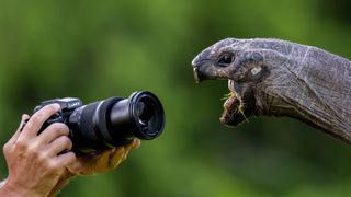 A lifestyle image of the Panasonic Lumix S1R II taking a photo of a tortoise with a wide open mouth