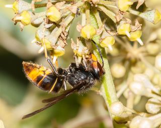 asian hornet feeding on a flower