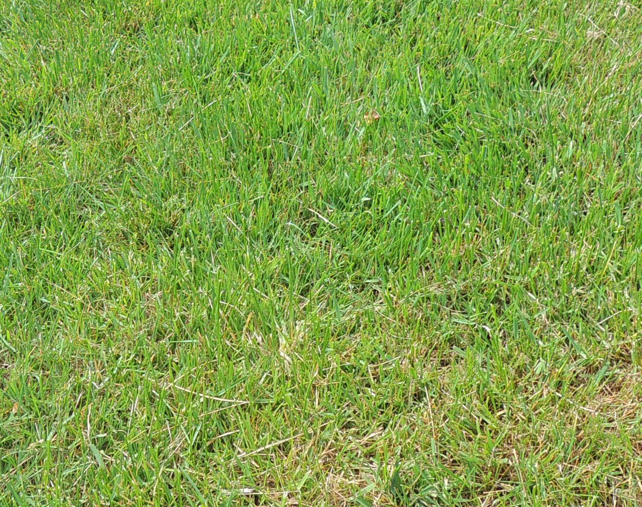 Zoysia Grass