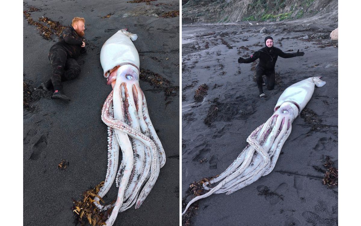 Divers Find Enormous Creepy Squid On New Zealand Beach Live Science