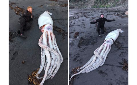 Divers Find Enormous, Creepy Squid on New Zealand Beach | Live Science